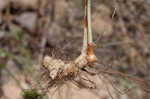 Great plains flatsedge